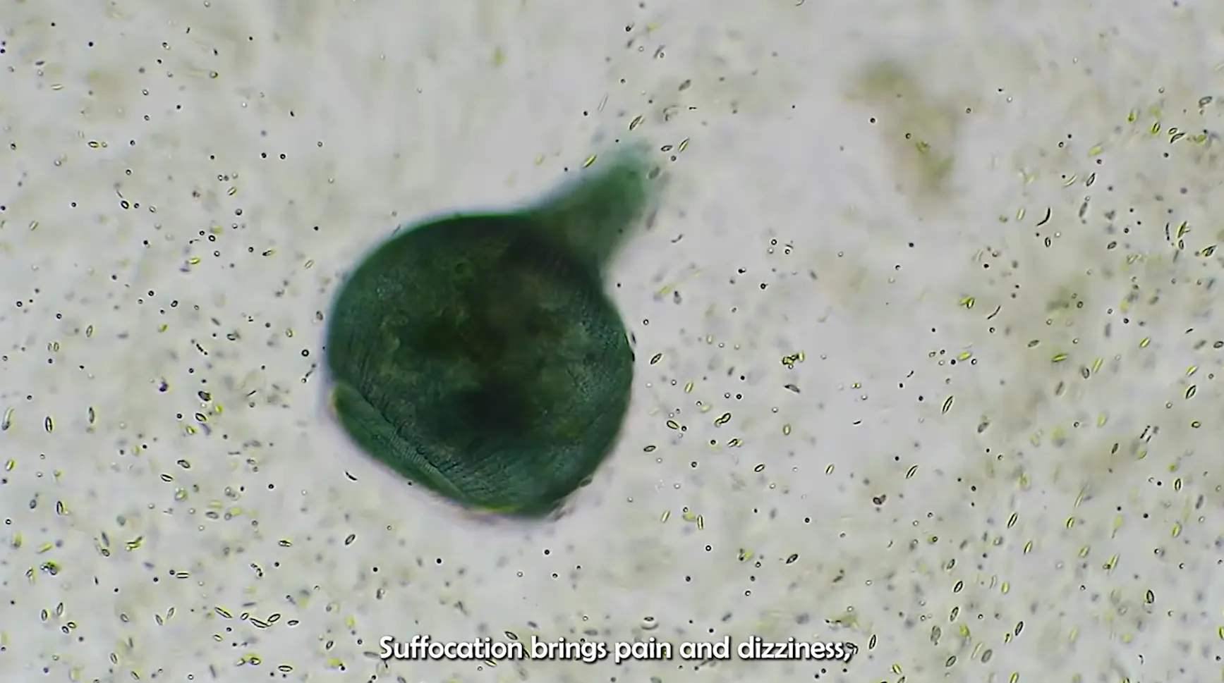 we are all organism